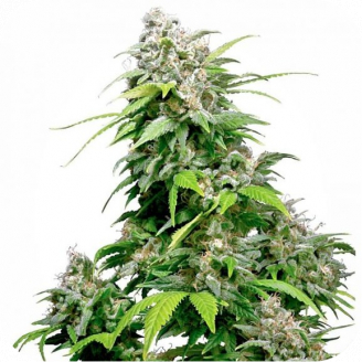 Семена конопли сорта Mexican Sativa Auto Fem.