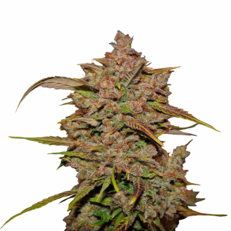 Семена конопли сорта Crystal Meth Auto Fem.
